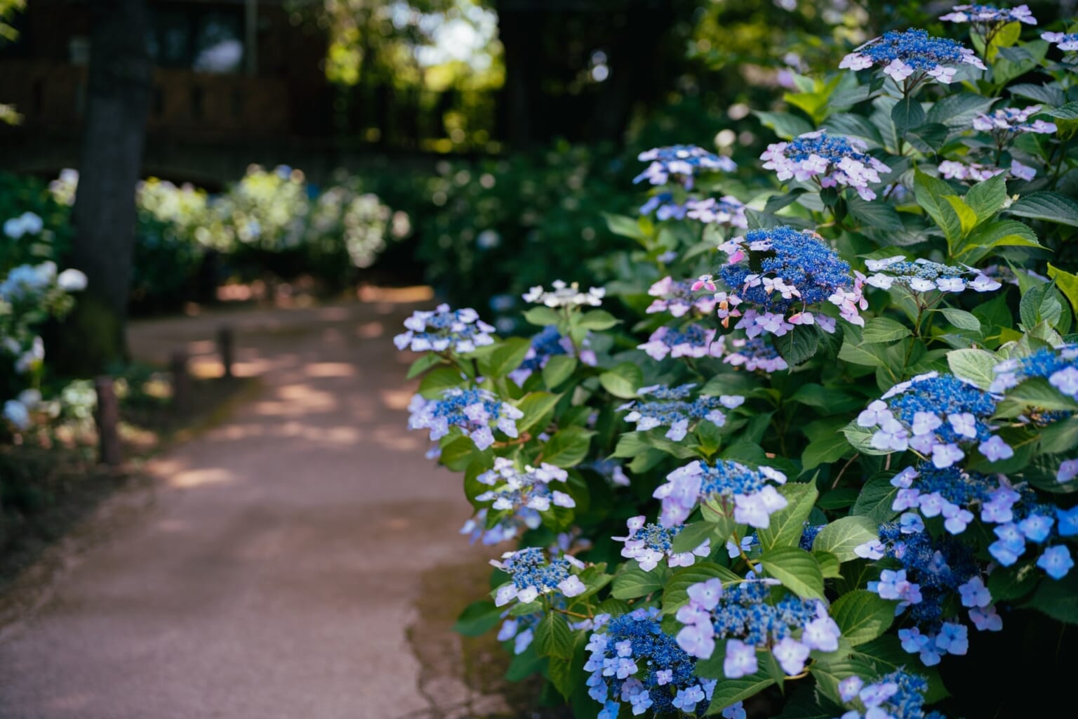 Best Spots for Hydrangeas Viewing in Tokyo 2024 - Japan Web Magazine