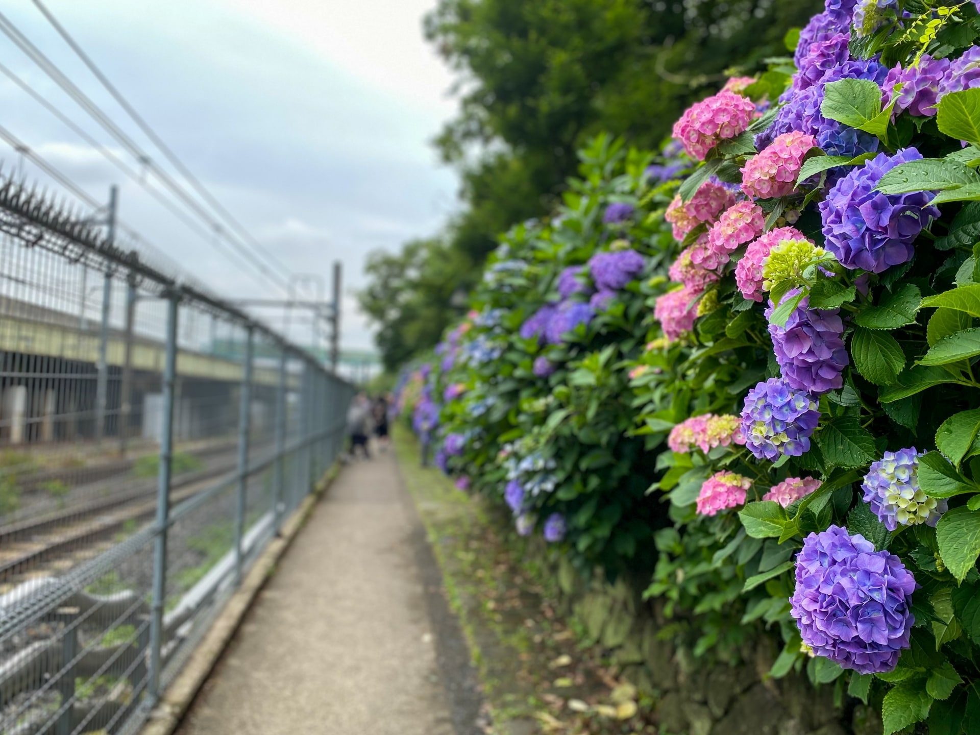 Asukayama Park