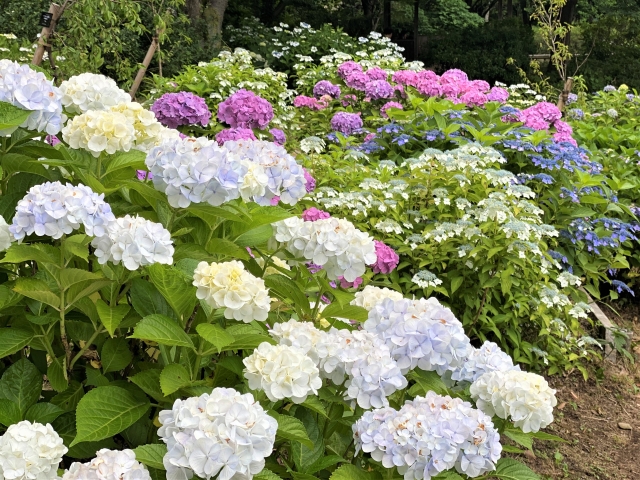 5 Best Spots For Hydrangeas Viewing In Tokyo 21 Japan Web Magazine