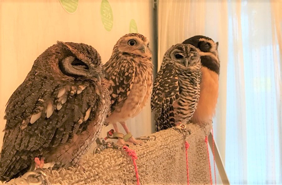 Owls at AKIBA FUKUROU