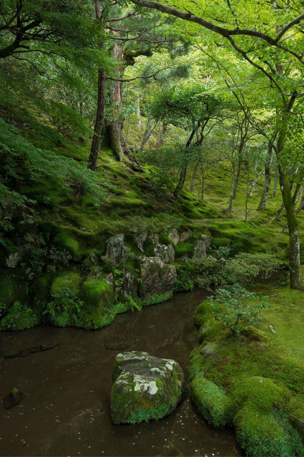 Moss garden at Ginkakuji