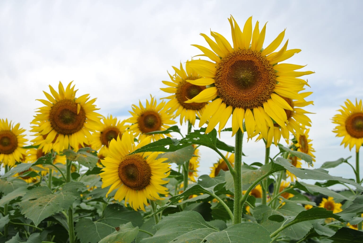 Kiyose Sunflower Festival 2024 Don’t Miss the Largest Sunflower Field