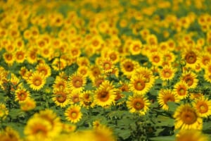 Kiyose Sunflower Festival : Don’t Miss the Largest Sunflower Field in Tokyo!