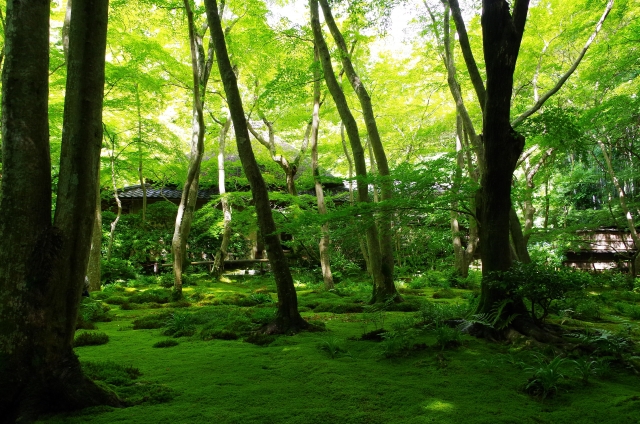 Gioji Temple: The Greenest Temple in Kyoto - Japan Web Magazine