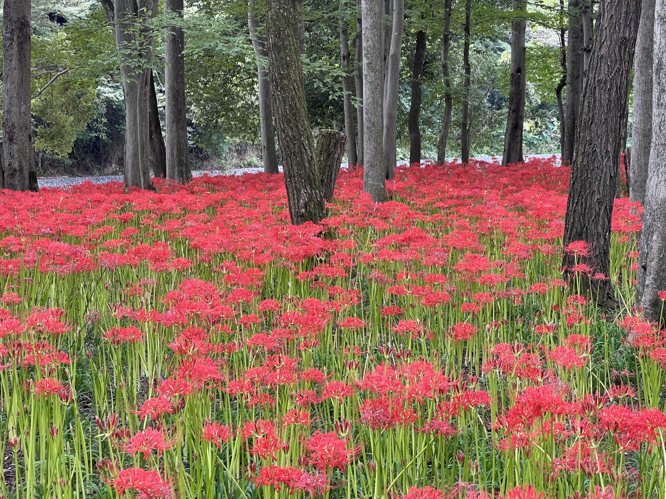 Kinchakuda Higanbana Fields