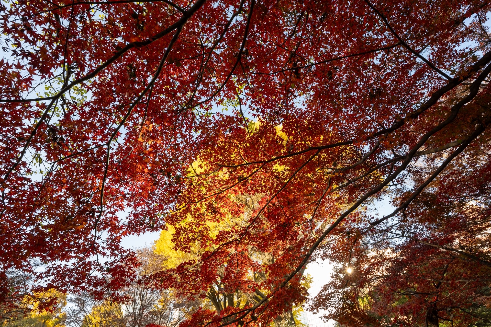 Shinjuku gyoen Autumn Leaves