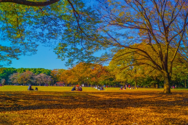 tourist spot in tokyo during autumn