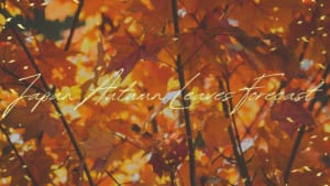 Japan Autumn Leaves Forecast
