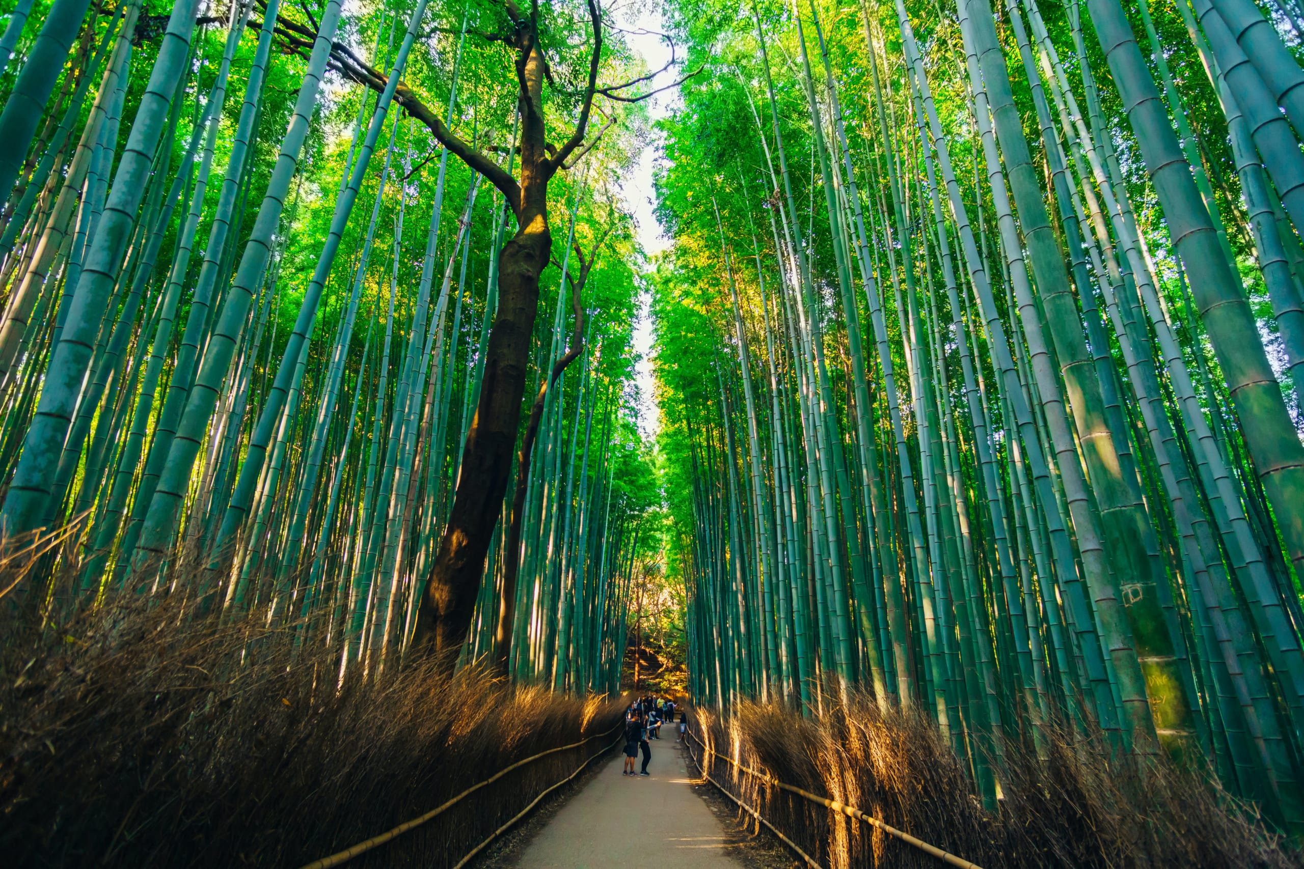 Kyoto Arashiyama And Sagano 10 Best Things To Do In 21 Japan Web Magazine