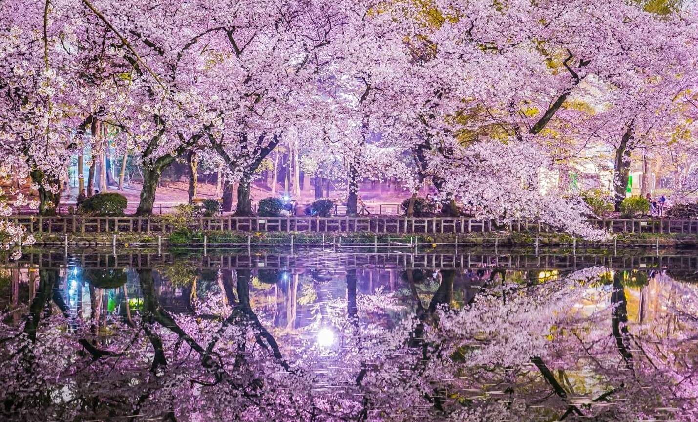 Cherry Blossoms at Inokashira Park ay Night