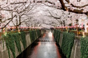 6 Best Cherry Blossom Festivals in Tokyo