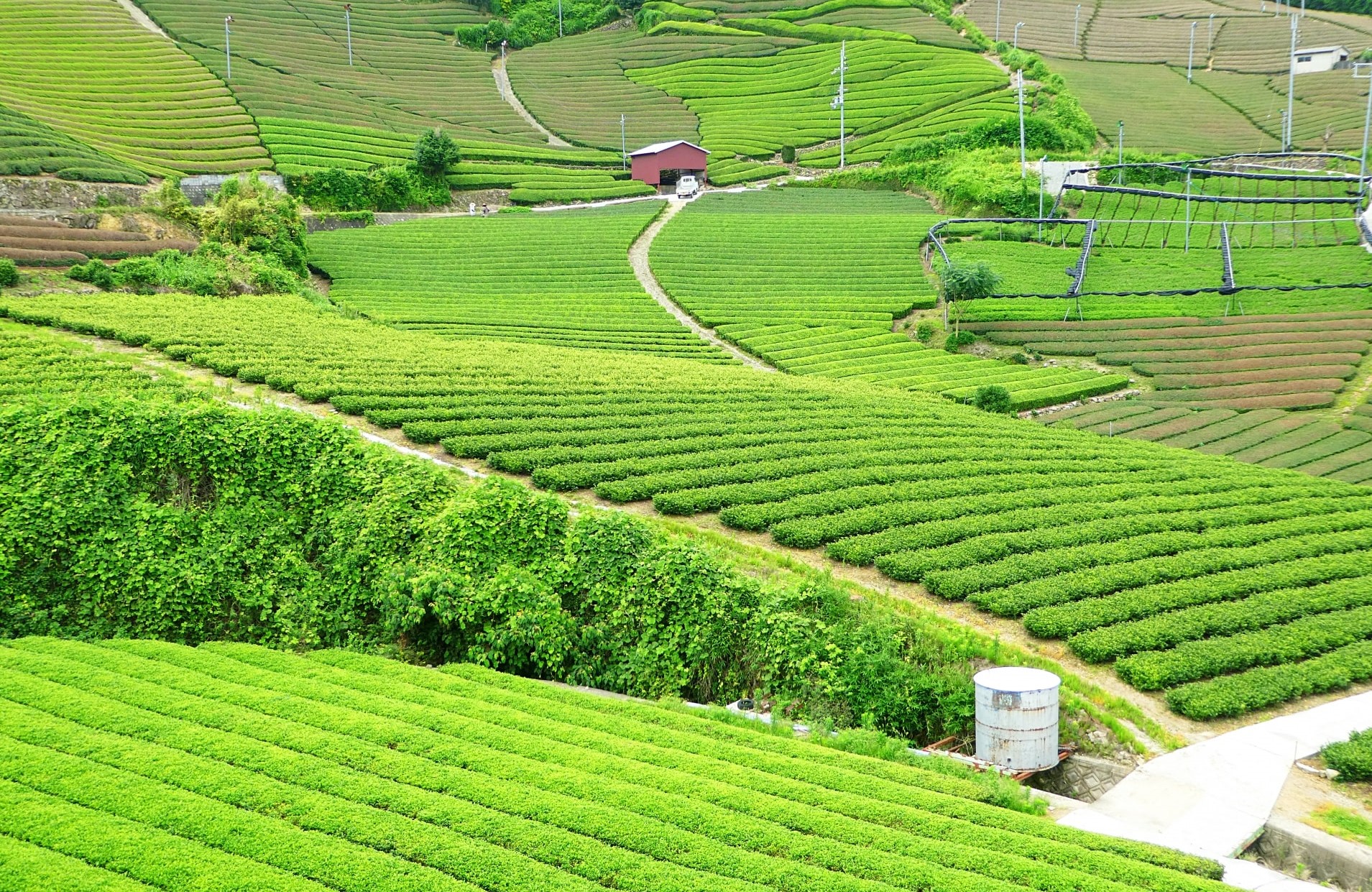 Tea plantation in Wazuka town