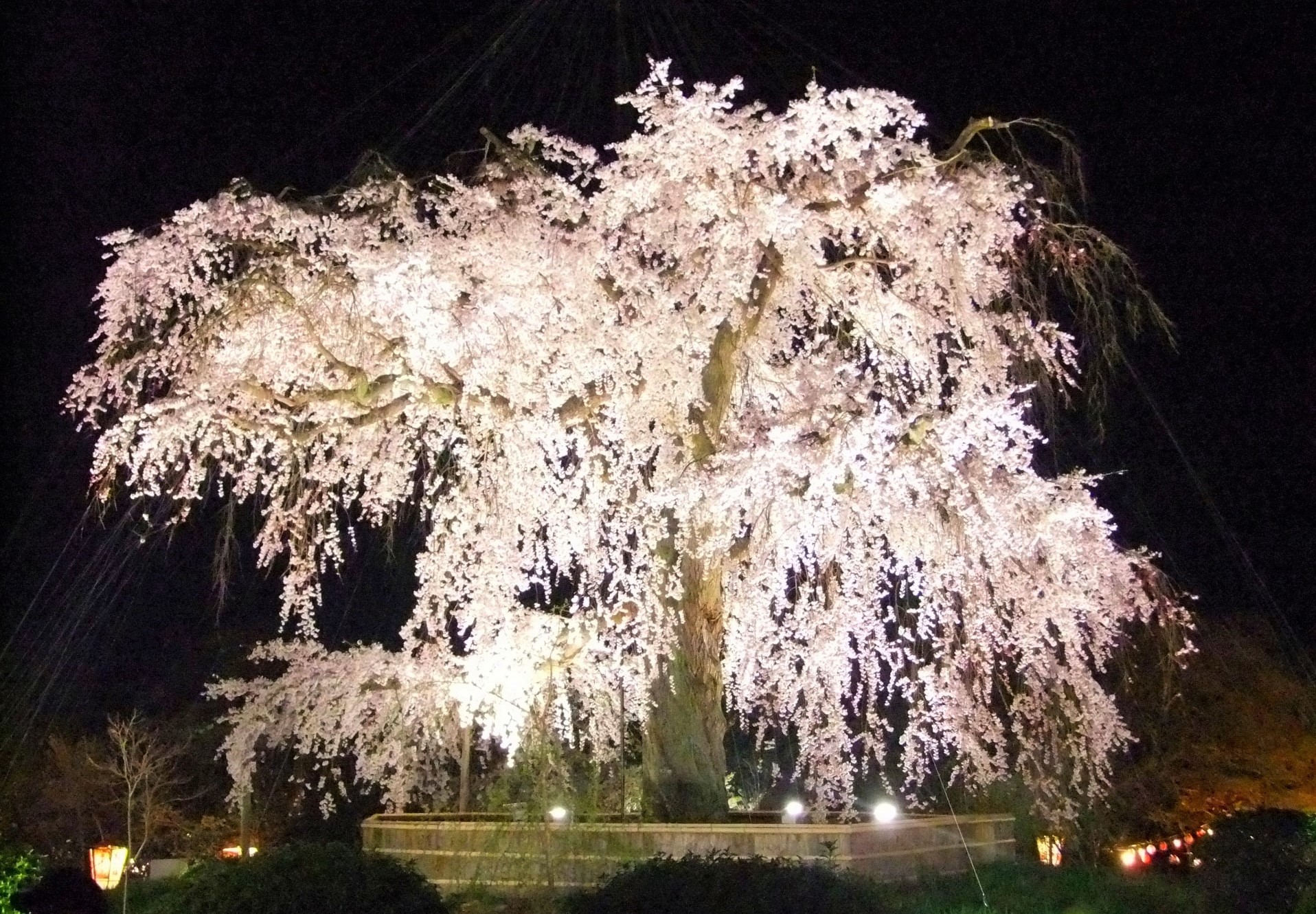 The magnificent cherry tree illuminated at night