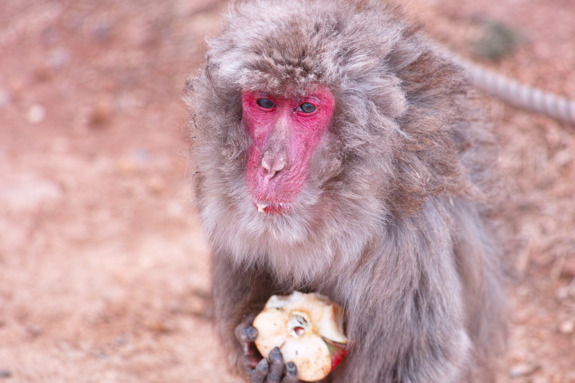 Arashiyama Monkey Park Iwatayama