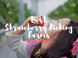6 Best Strawberry Picking Farms near Tokyo