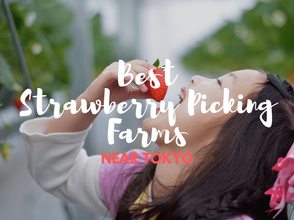 Best Strawberry Picking Farms near Tokyo