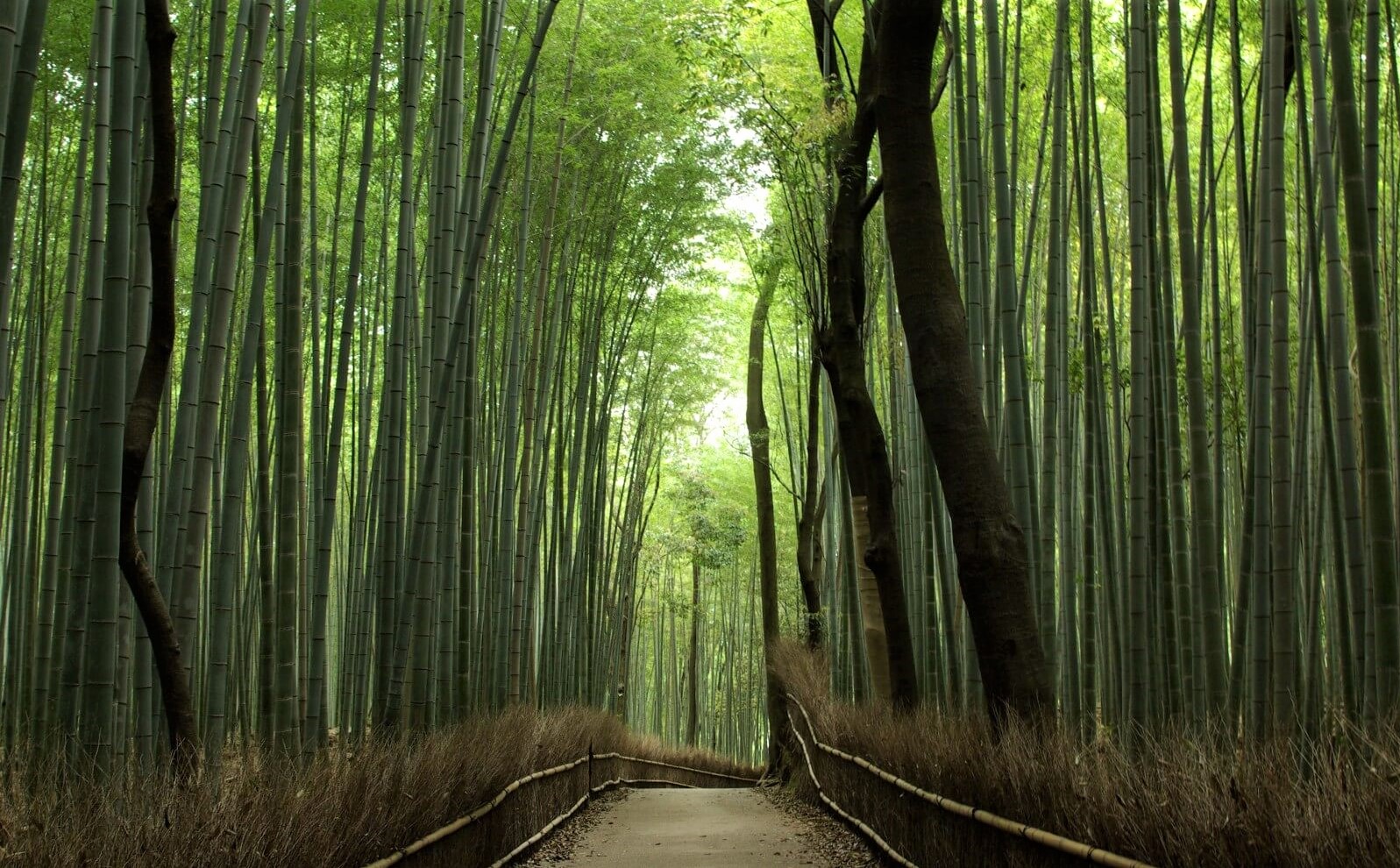 The peaceful path at the bamboo grove in Arashiyama