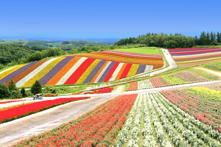 10 Best Hokkaido Tours and Activities in Spring/Summer