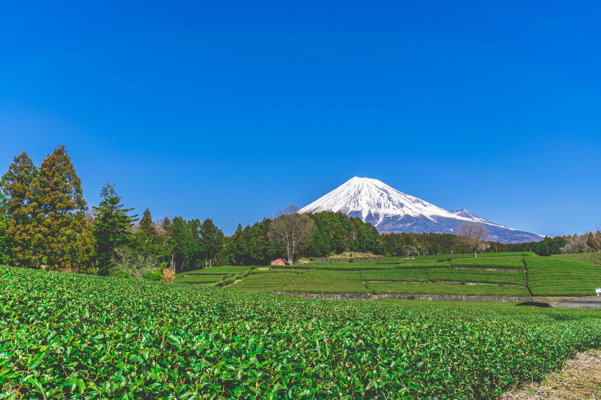 shizuoka tourist spots