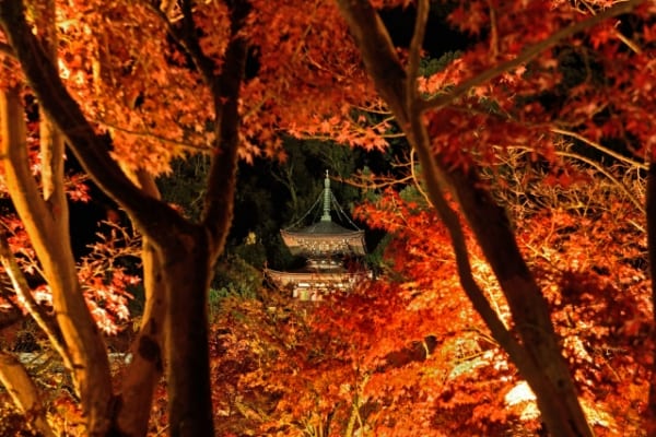 What To See In Japan In November