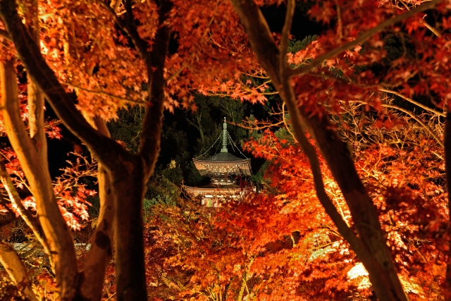 places to visit in tokyo in november