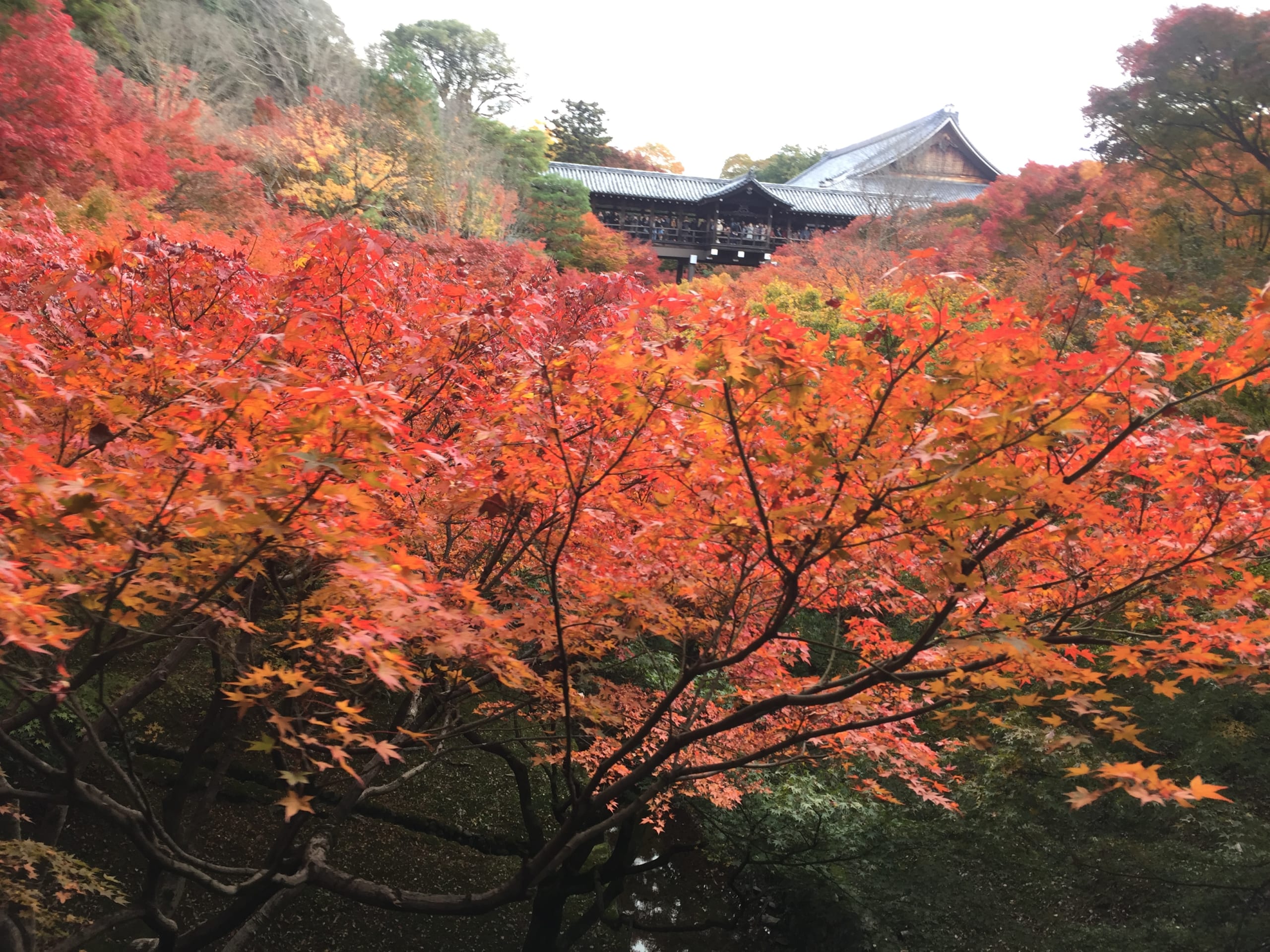 Tofukuji Temple: the Best Temple for Autumn Leaves Viewing in