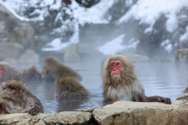 Top 10 Things to Do in Japan in January - Japan Web Magazine