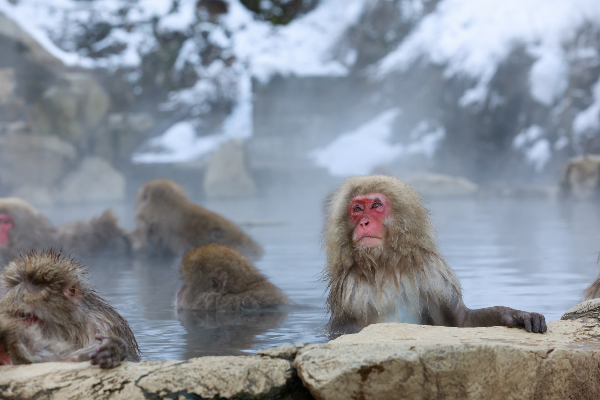 tokyo tourism in january