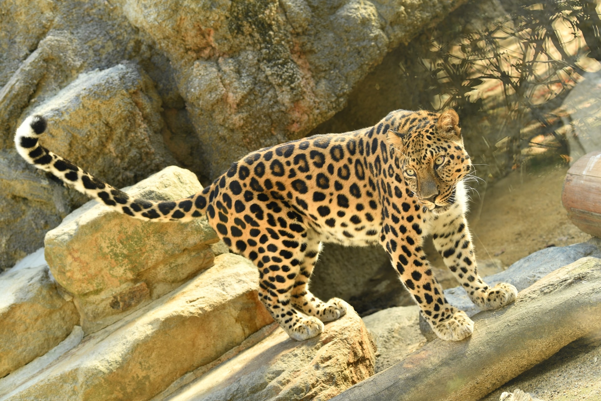 Osaka Tennoji Zoo