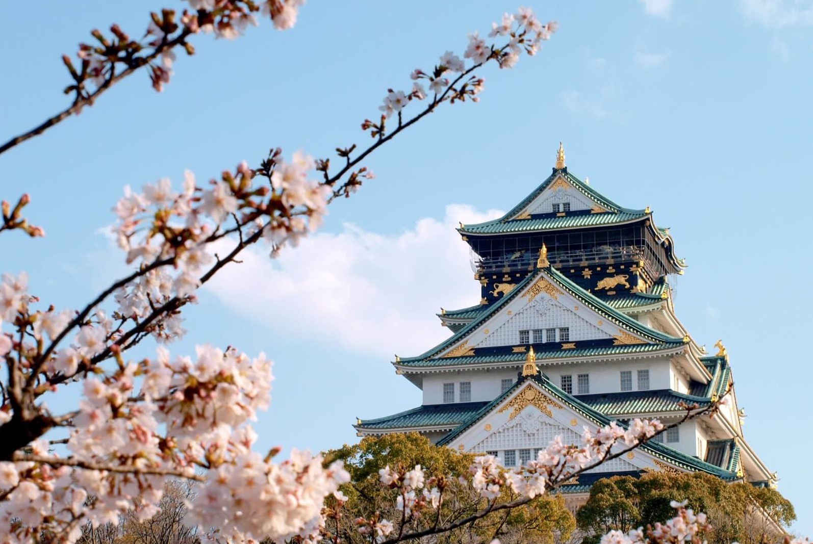 Osaka Castle and cherry blossoms