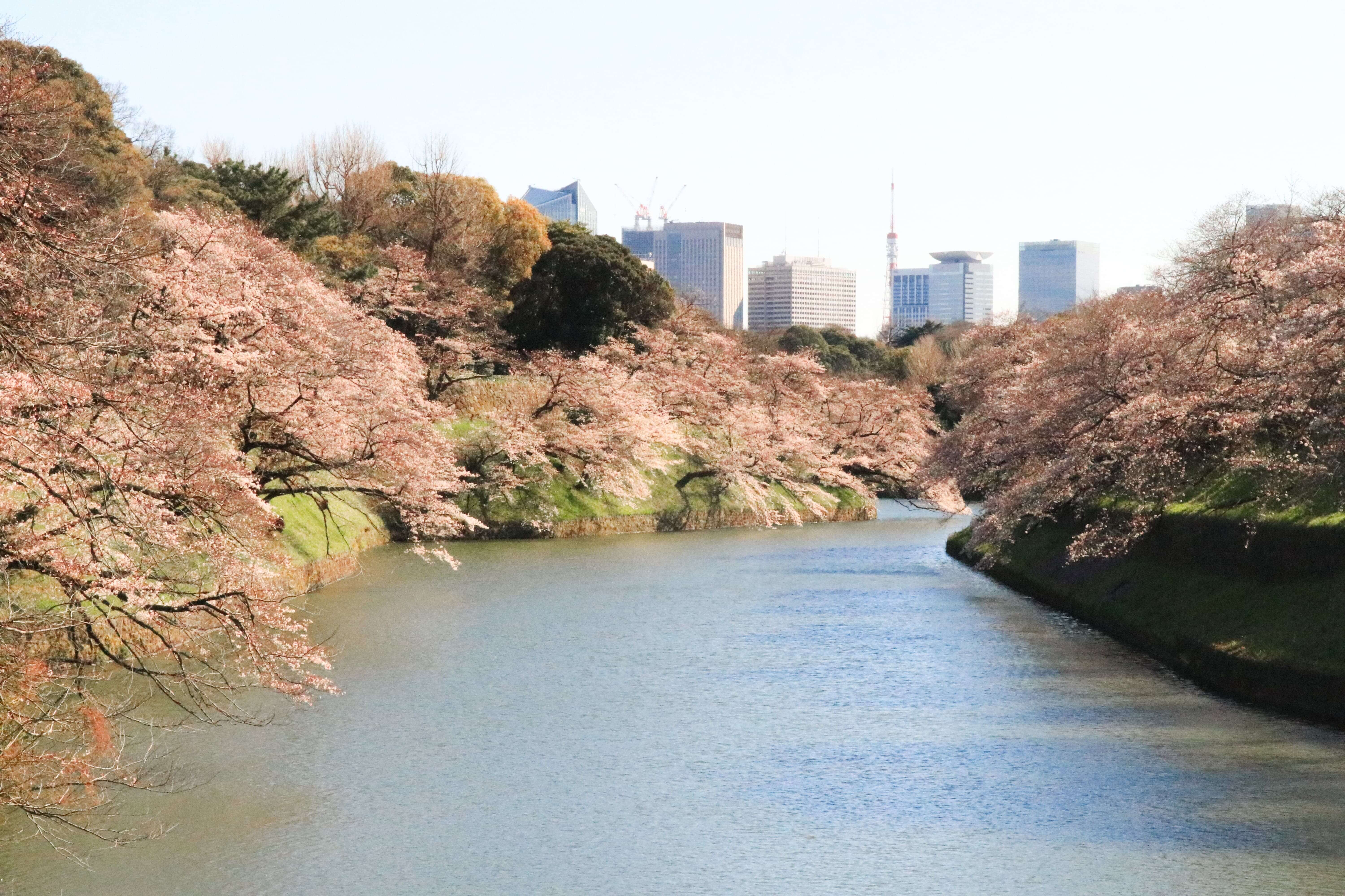 Cherry blossoms at Chidorigafuchi