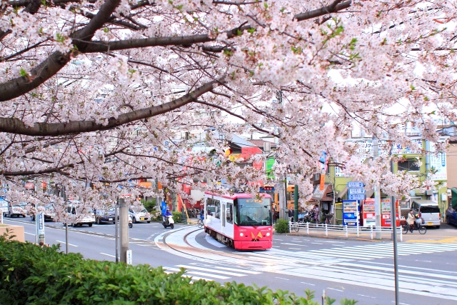 Asukayama Park Cherry Blossoms