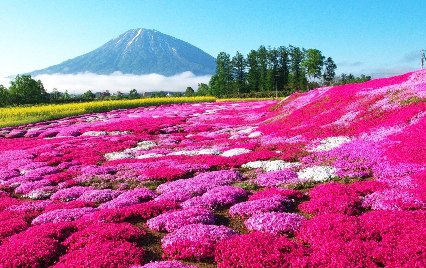 Shibazakura in Niseko