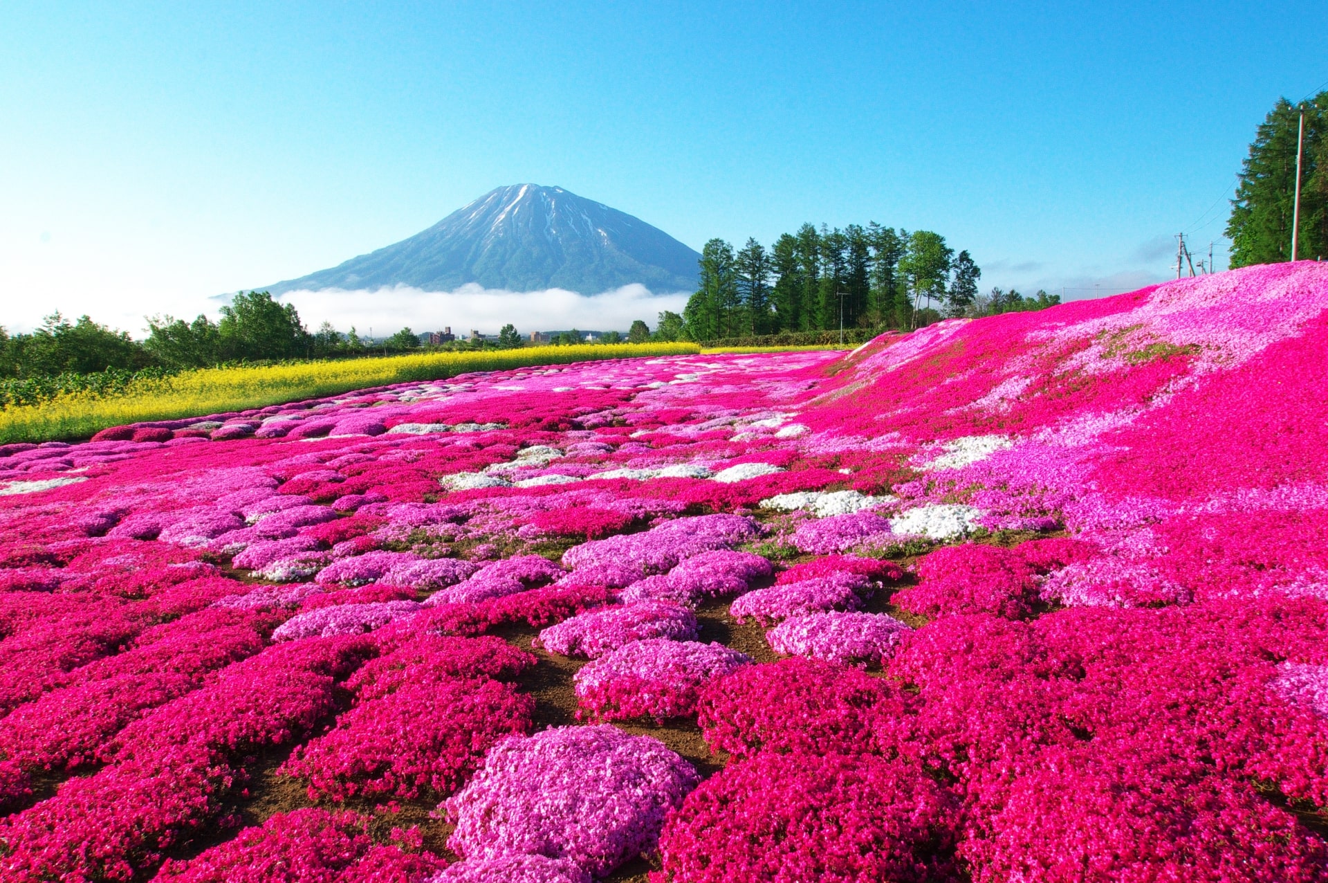 Shibazakura in Niseko
