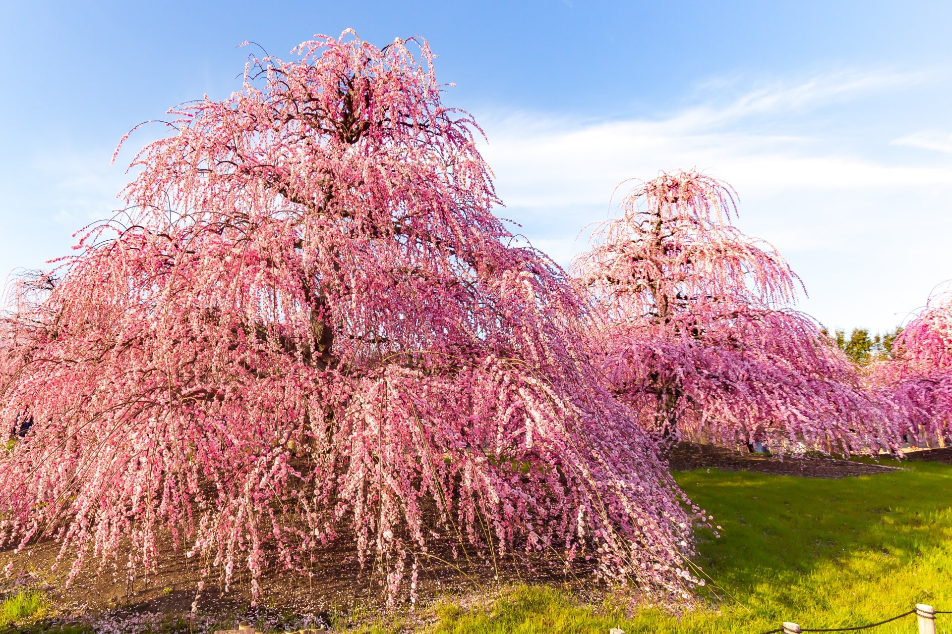 Suzuka Forest Garden Plum Blossom Festival 2020