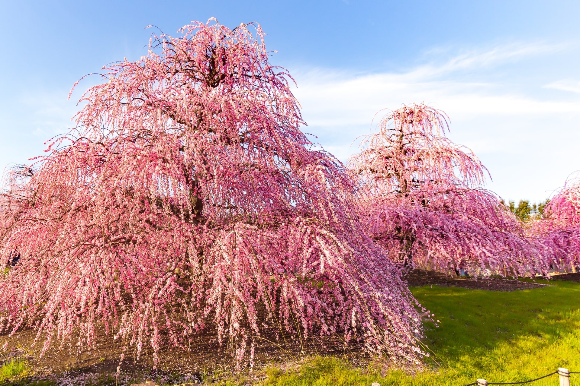 Plum Trees In Blossom