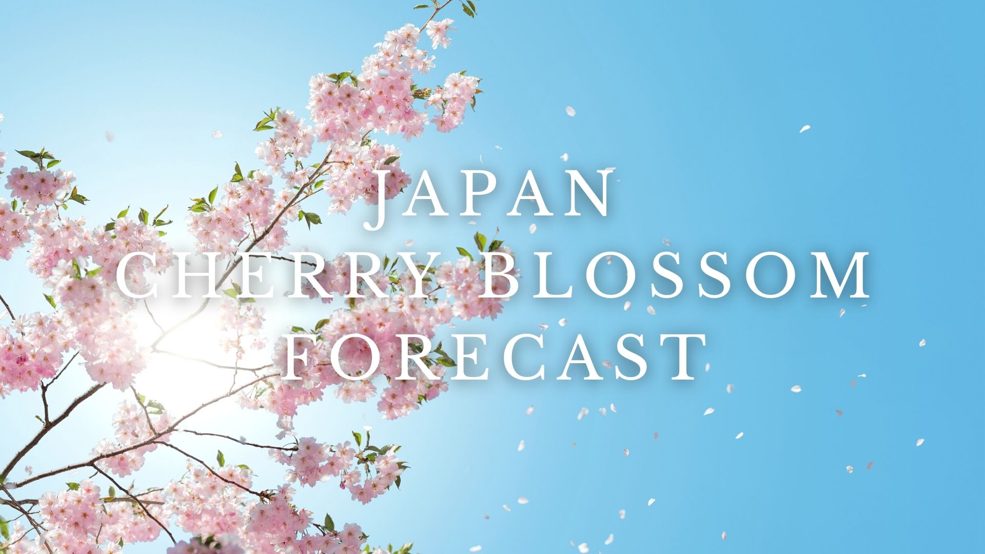 Cherry Blossom Forecast in Japan 2024