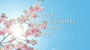 Japan Cherry Blossom Forecast