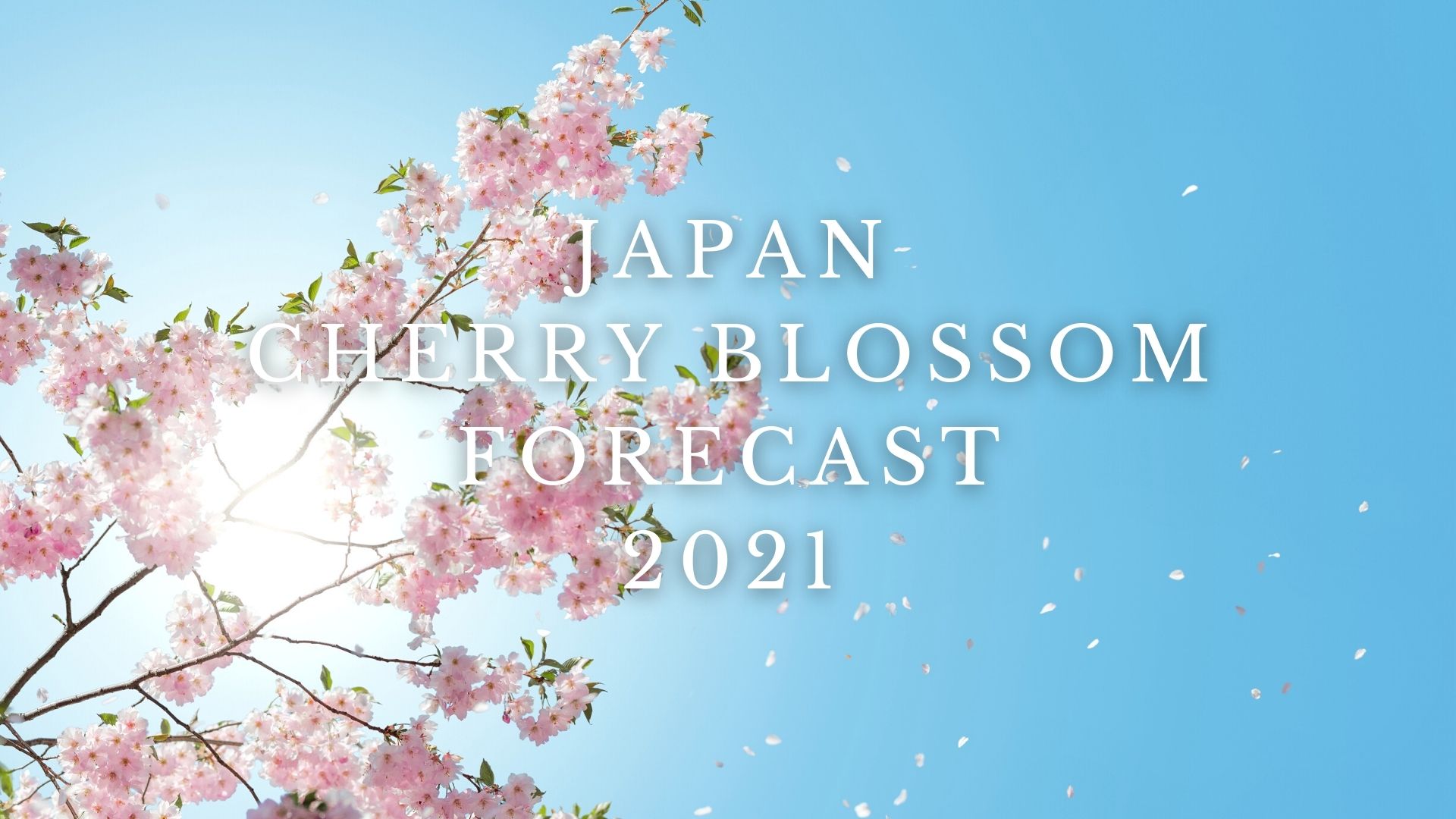 Japan Cherry Blossom Forecast 2021