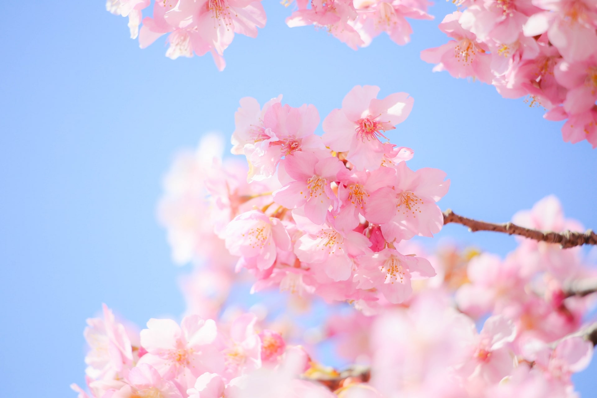 Cherry blossoms in Japan