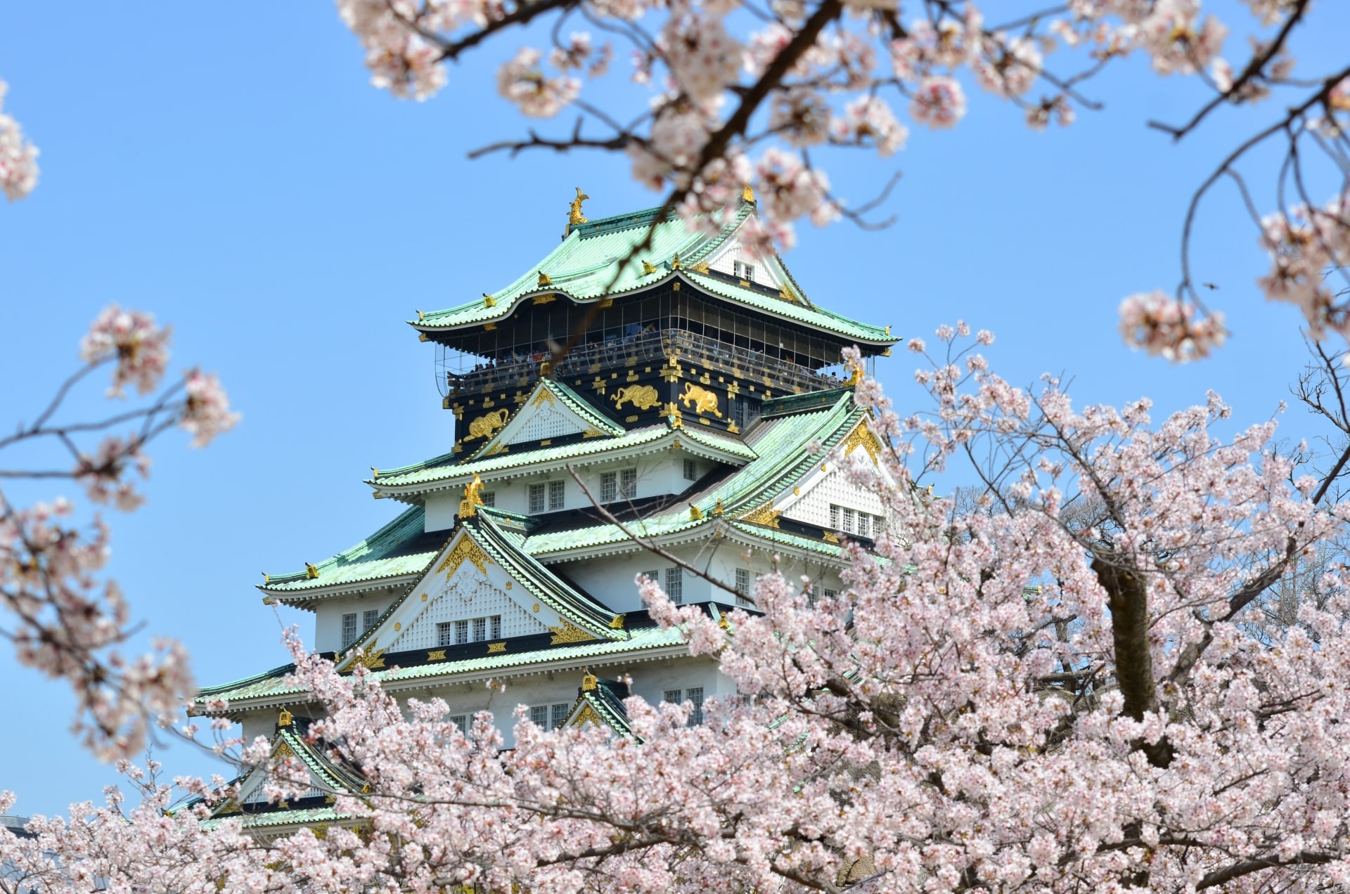 Osaka Castle with cherry blossoms