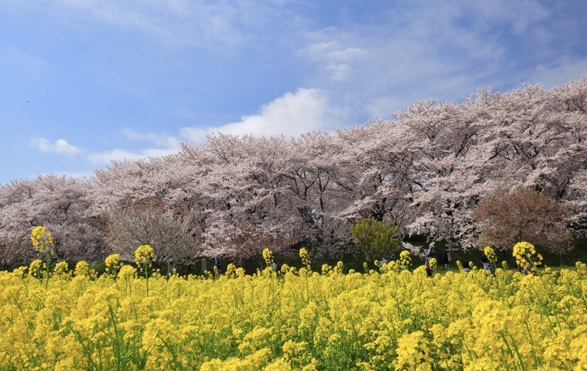 Satte Gongendo Park Cherry Blossoms with Mustard Yellow