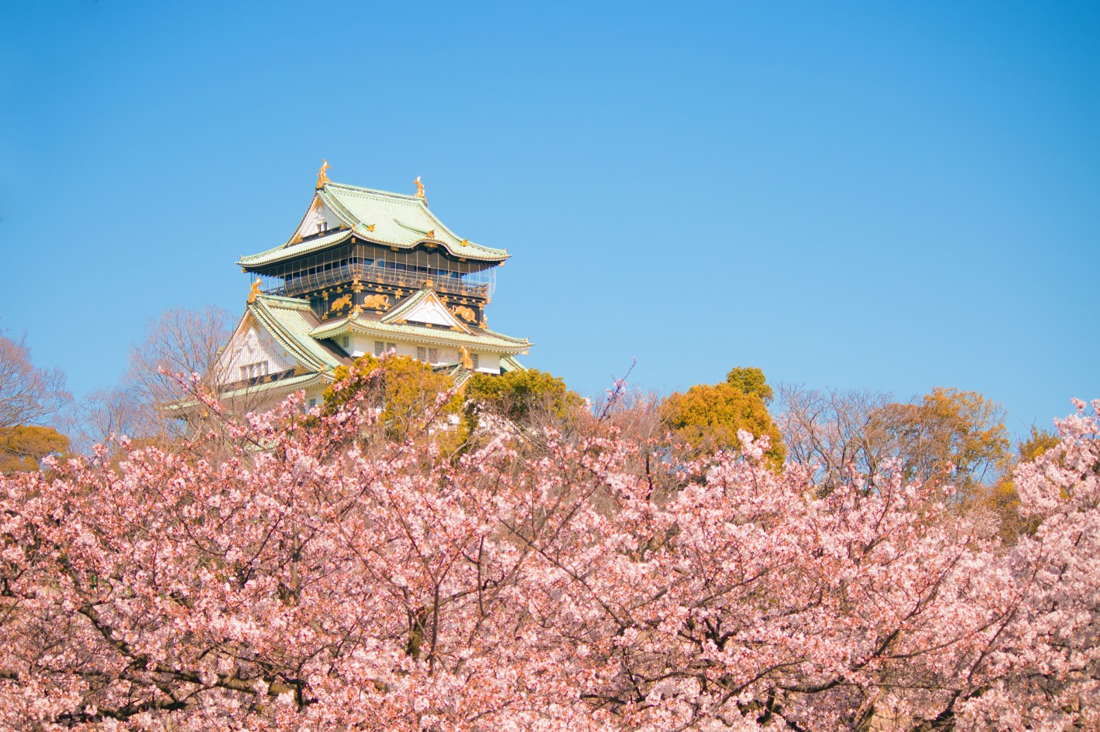 Cherry blossoms with the view of Osaka Castle