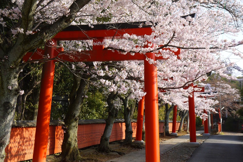 Cherry blossoms with Takenaka Inari Shrine