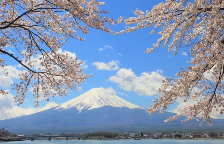 Cherry Blossom Forecast in Japan 2025 - Japan Web Magazine