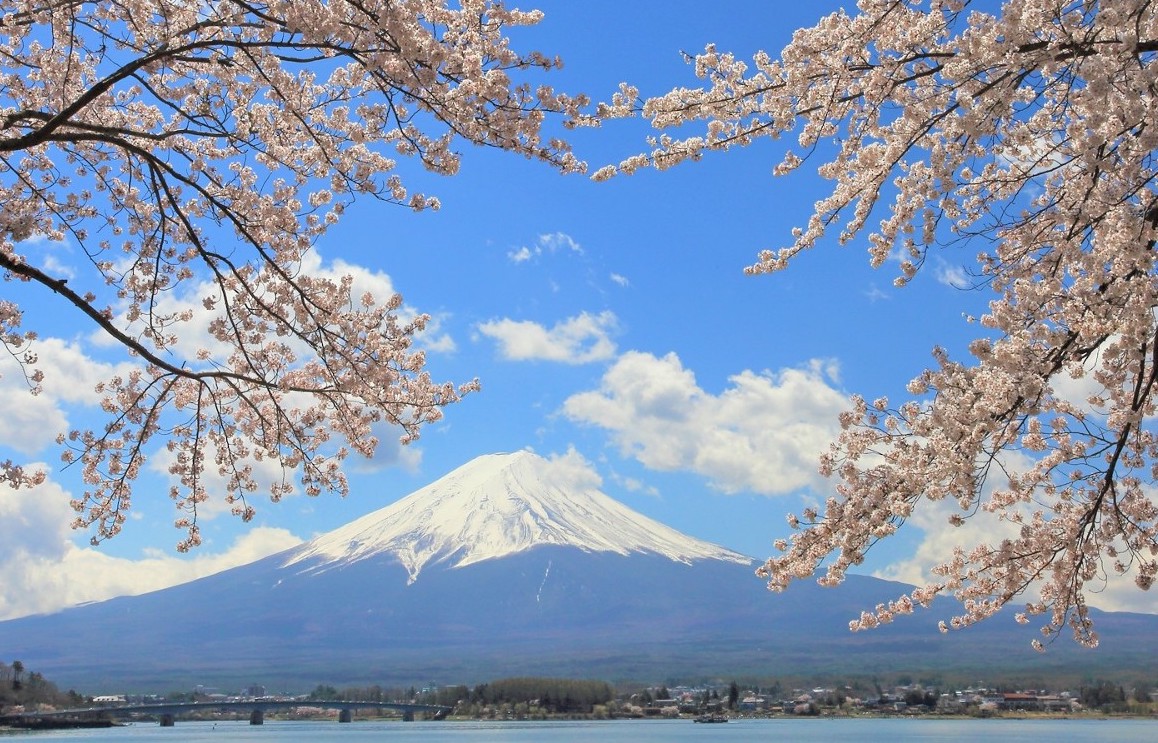 Cherry blossoms with the view of Mt.Fuji