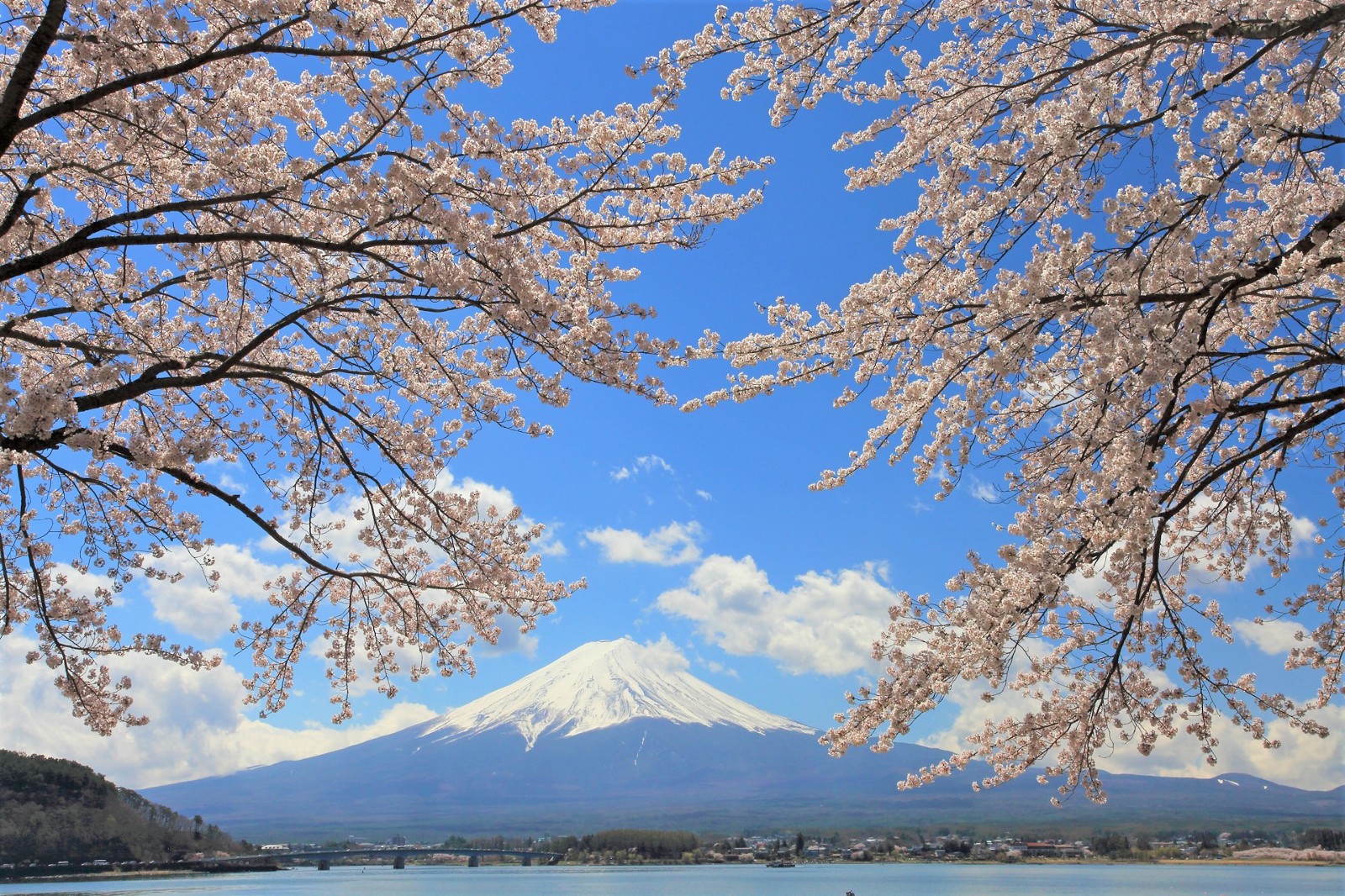 Cherry blossoms with the view of Mt.Fuji