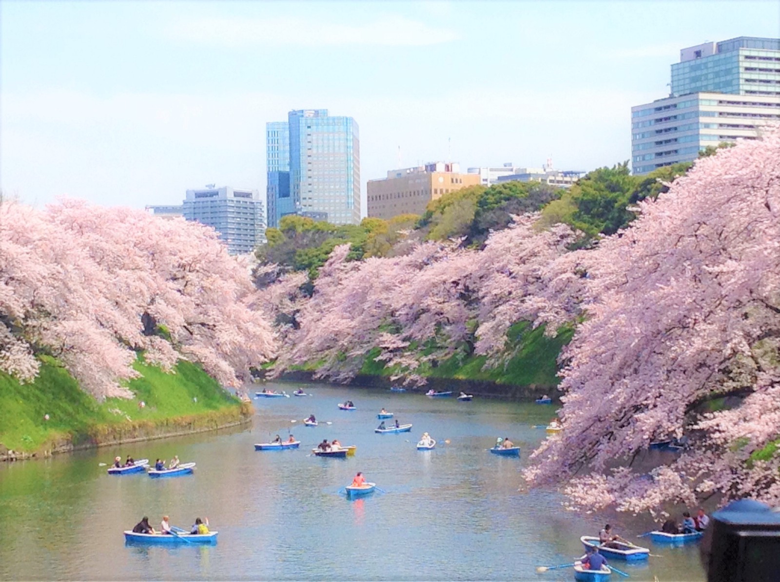 Cherry blossoms at Chidorigafuchi