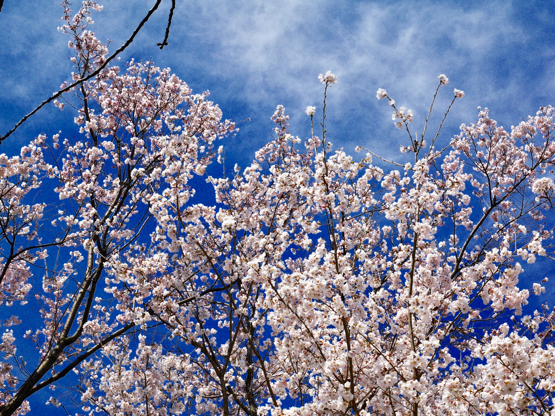 Kyoto Botanical Garden Cherry Blossoms