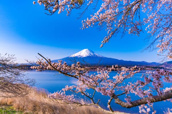 10 Best Cherry Blossom Festivals in Japan 2024 - Japan Web Magazine